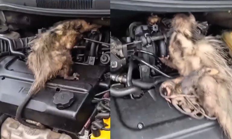 Mujer halla a madre rabipelado con 8 crías en el motor de su carro en Maracaibo