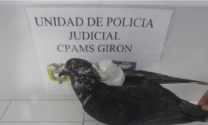 Capturan a una “paloma traficante” en Colombia