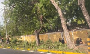 Denuncian que militares talaron más de 20 árboles en la avenida Universidad